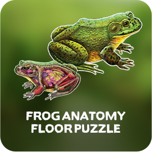 American Bullfrog Jigsaw Puzzle - 4FT Double Sided Floor Puzzle - 100-Piece Scientifically Accurate Educational Puzzles for Kids