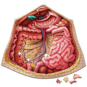 Human Abdomen Anatomy Jigsaw Puzzle | Dr Livingston's Unique Shaped Science Puzzles, Accurate Medical Illustrations of the Body, Organs, Stomach, Liver and Intestines