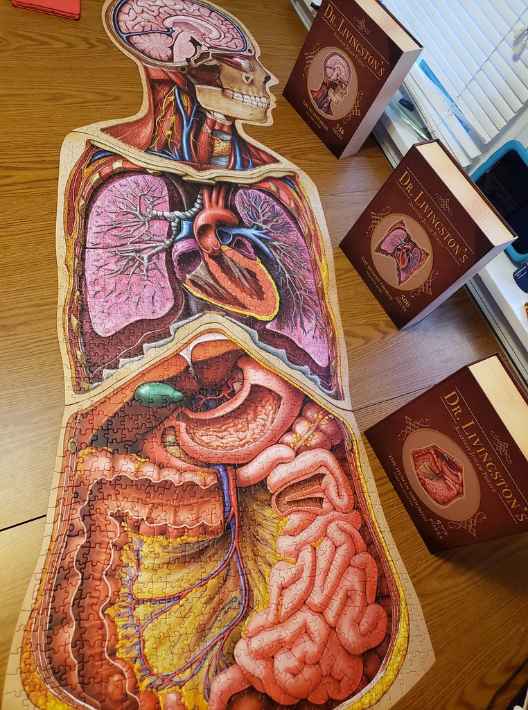 Dr. Livingston's Anatomy Jigsaw Puzzles, Life Science: Educational  Innovations, Inc.
